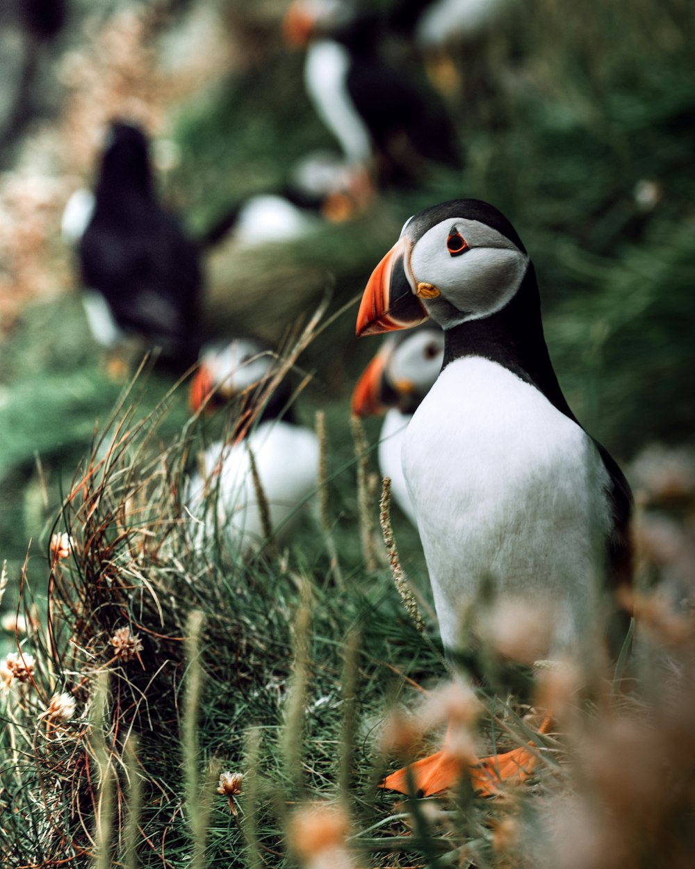 selective focus photography of white-and-black penguins on green grass