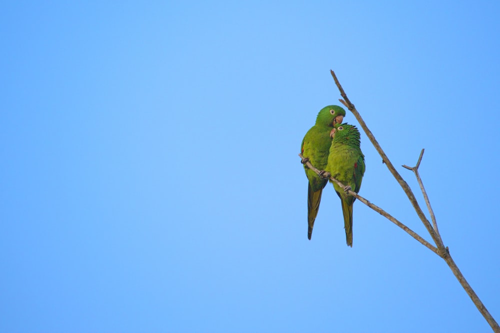 two green parrots