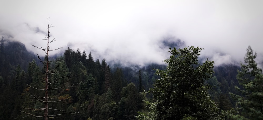 green trees during daytime