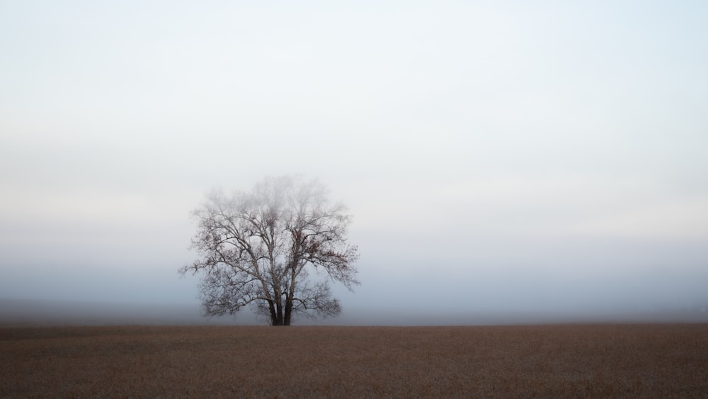 bare tree under cloudy sky