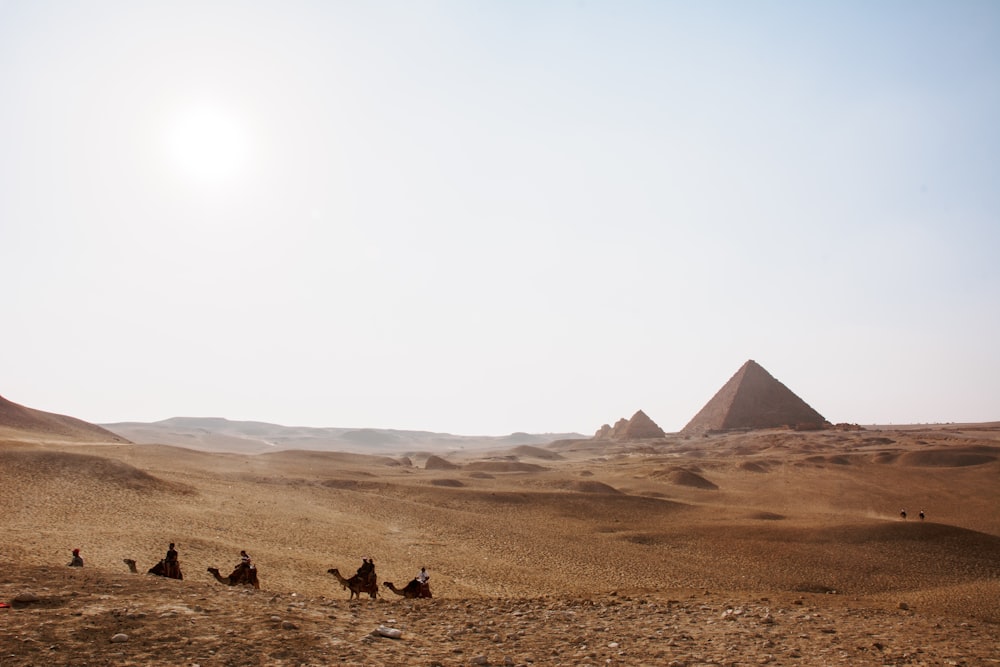 men riding camels on field