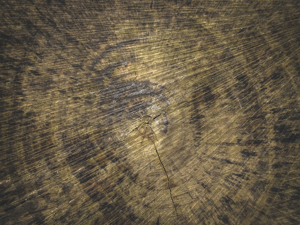 a close up of a tree trunk with a circular design on it