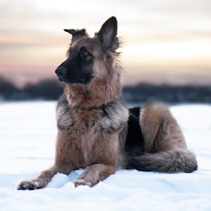dog lying on snow covered ground