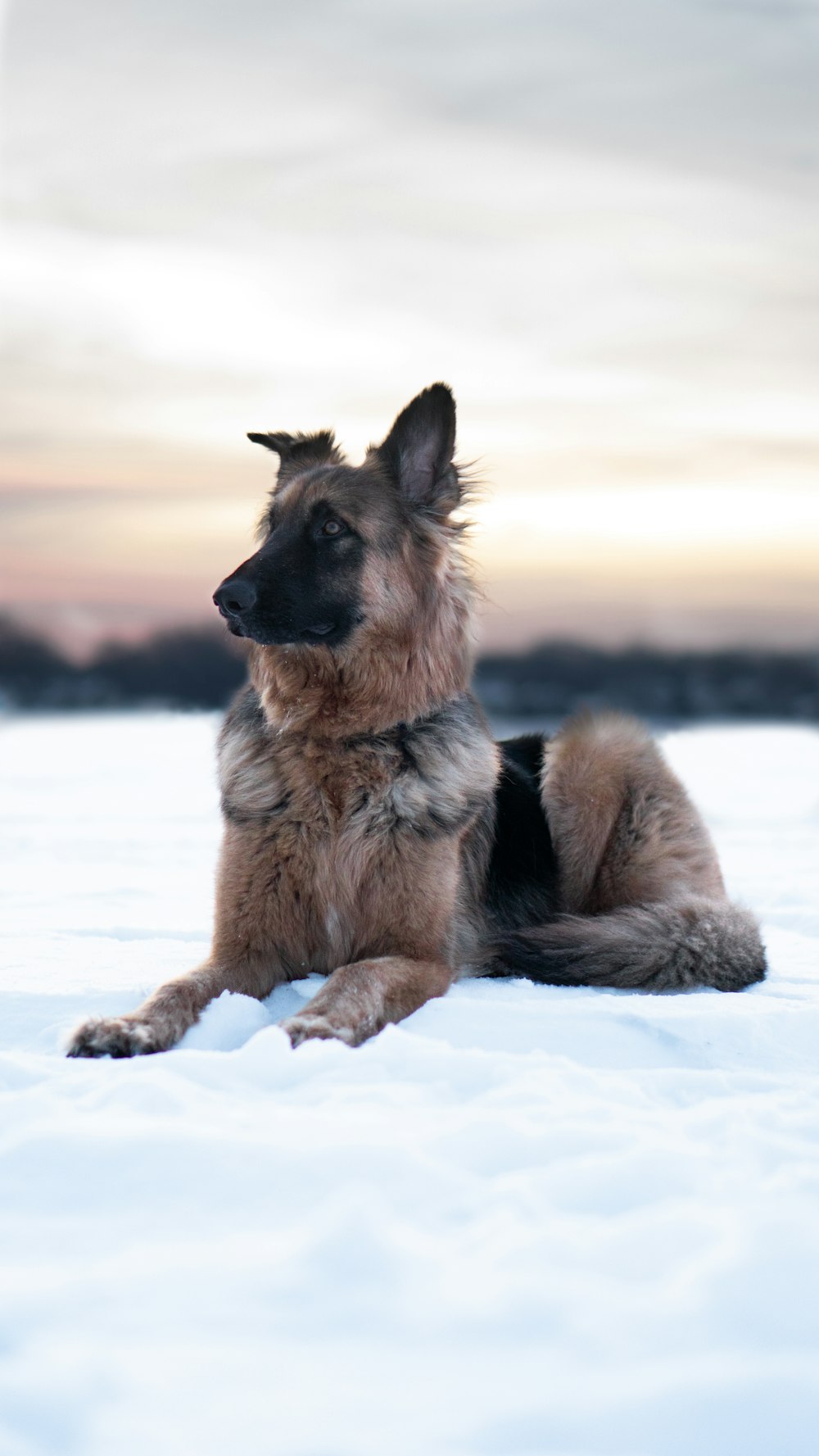 dog lying on snow covered ground