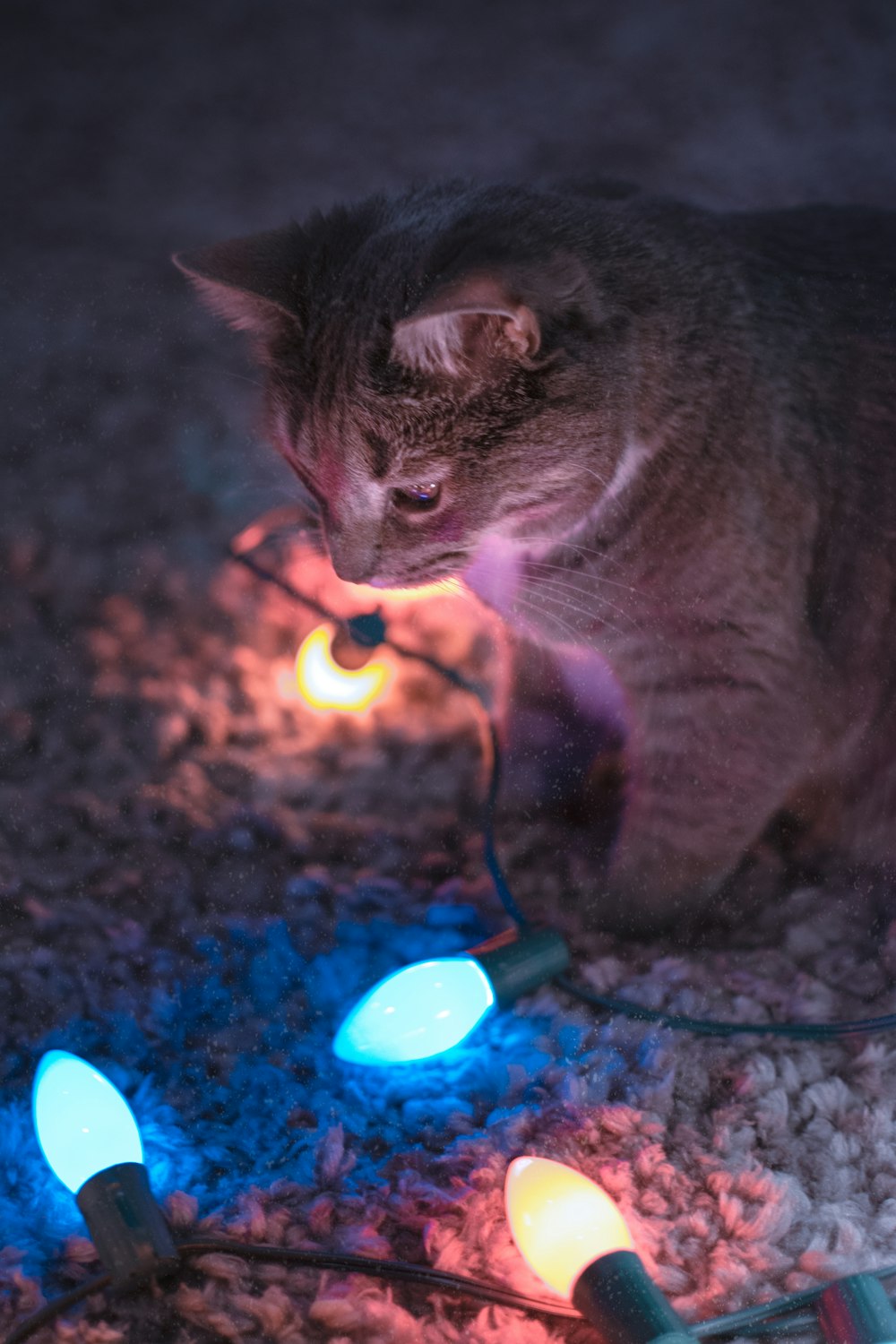 Un gato sentado en el suelo junto a una cadena de luces