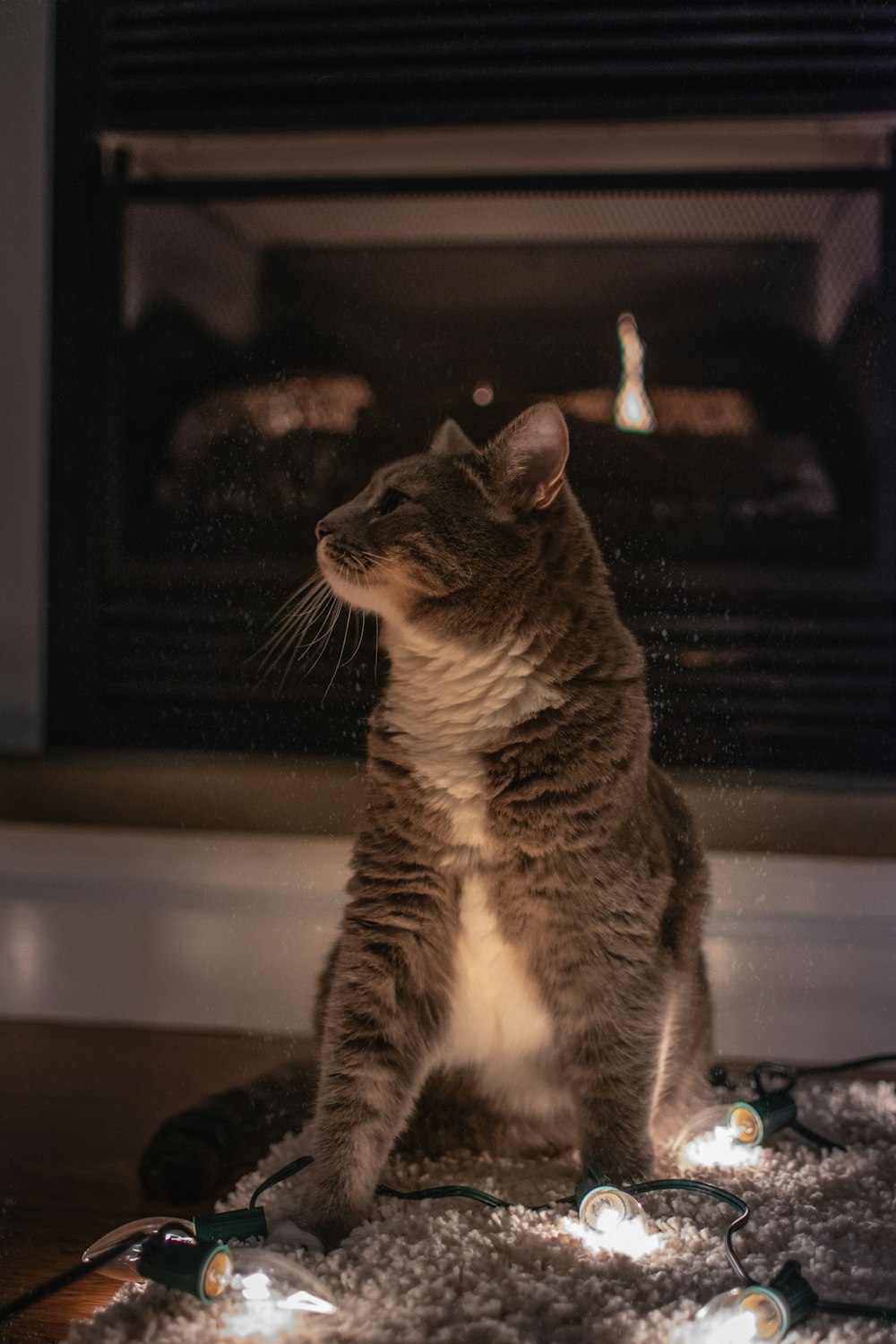 brown tabby cat on white table