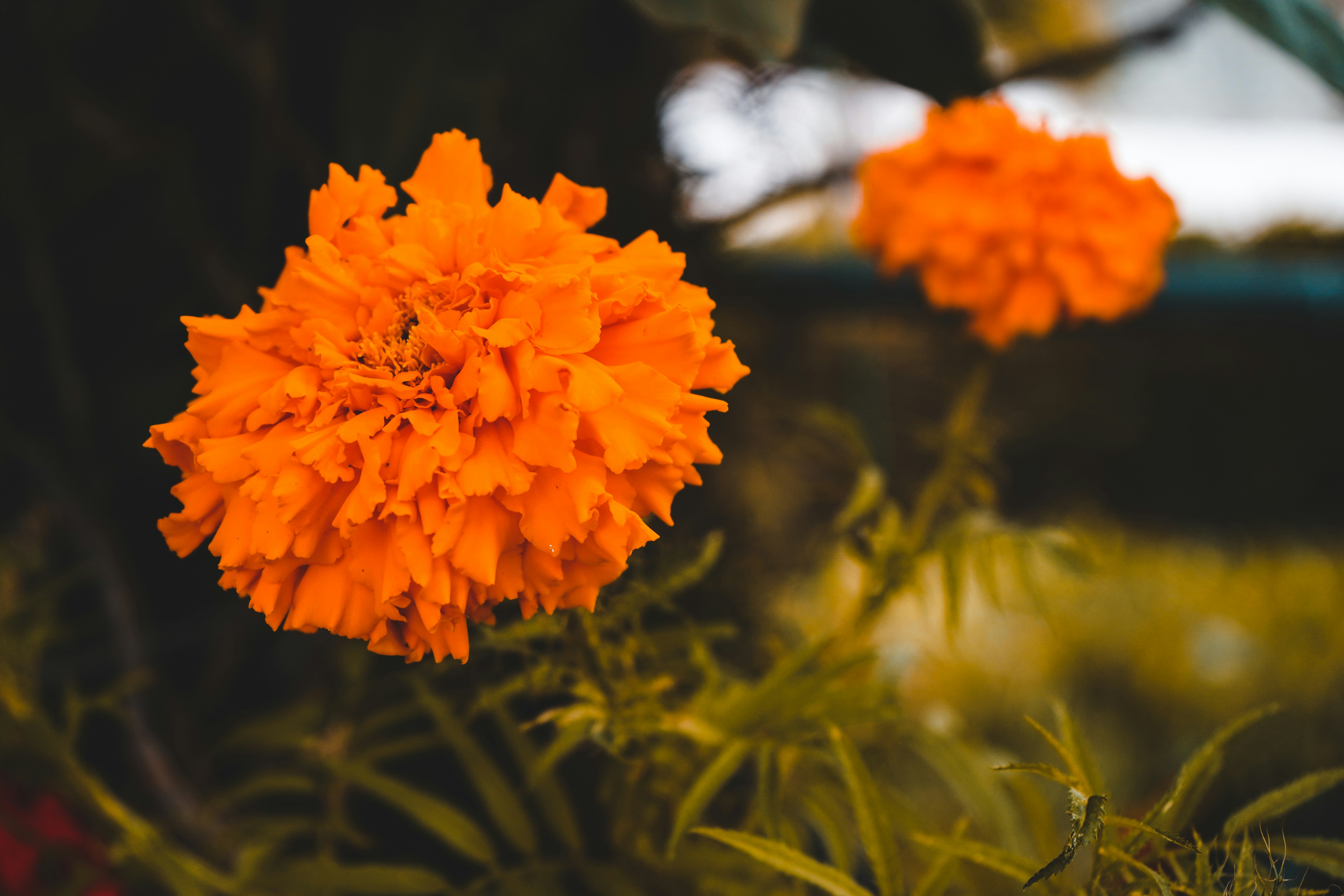 Photo by yogendras31