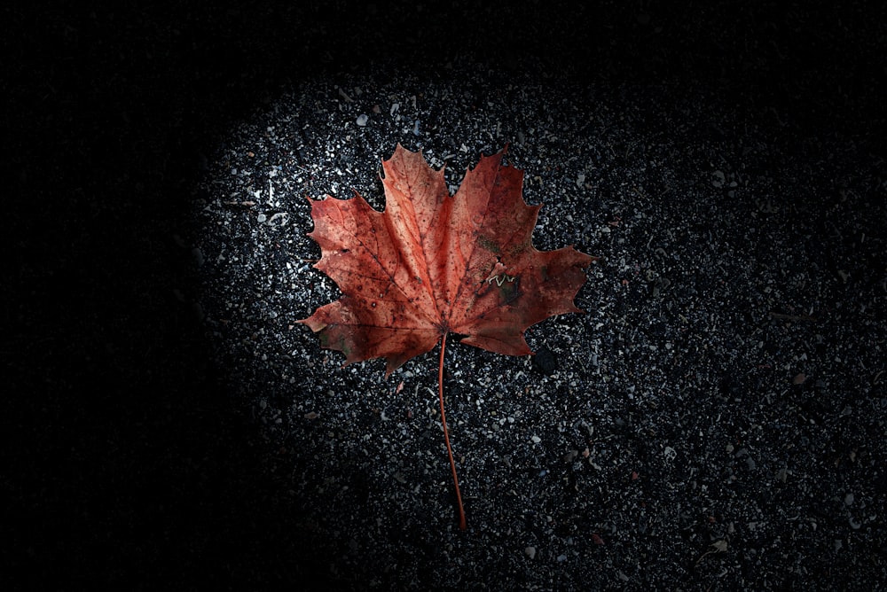 selective focus photography of brown leaf on ground