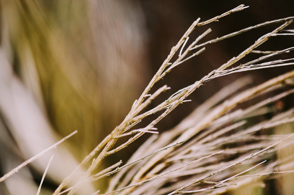 selective focus photography of brown bare plant