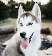 selective focus photography of Siberian husky puppy