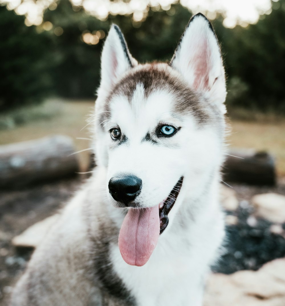 fotografia a fuoco selettivo del cucciolo di husky siberiano