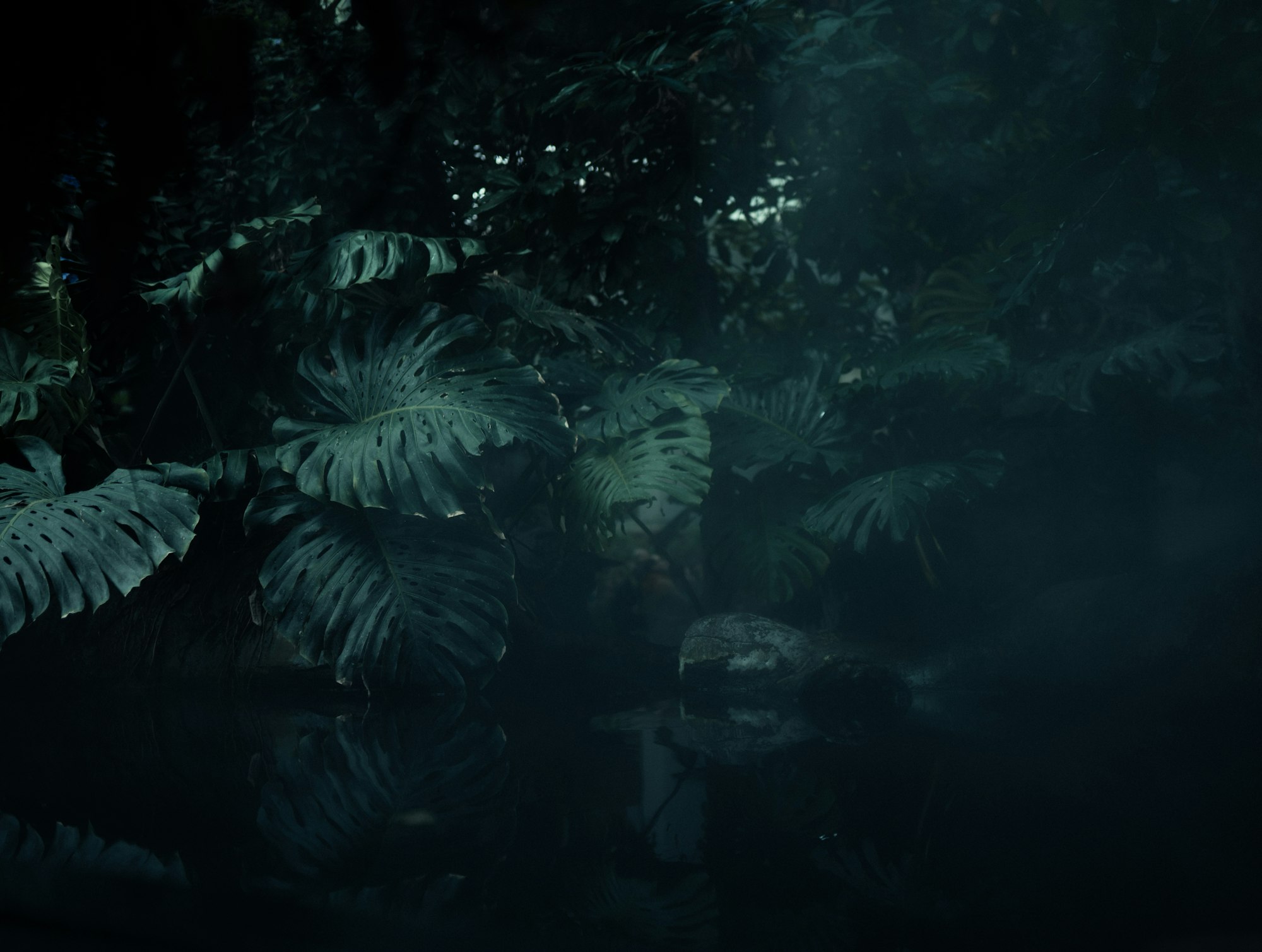 A deep dark jungle