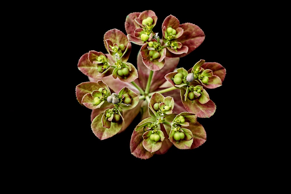 brown-leafed plant