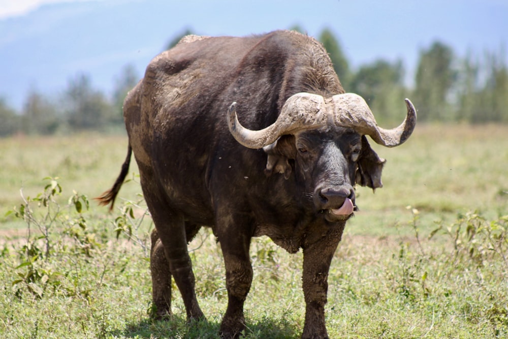 brown buffalo photo – Free Animal Image on Unsplash