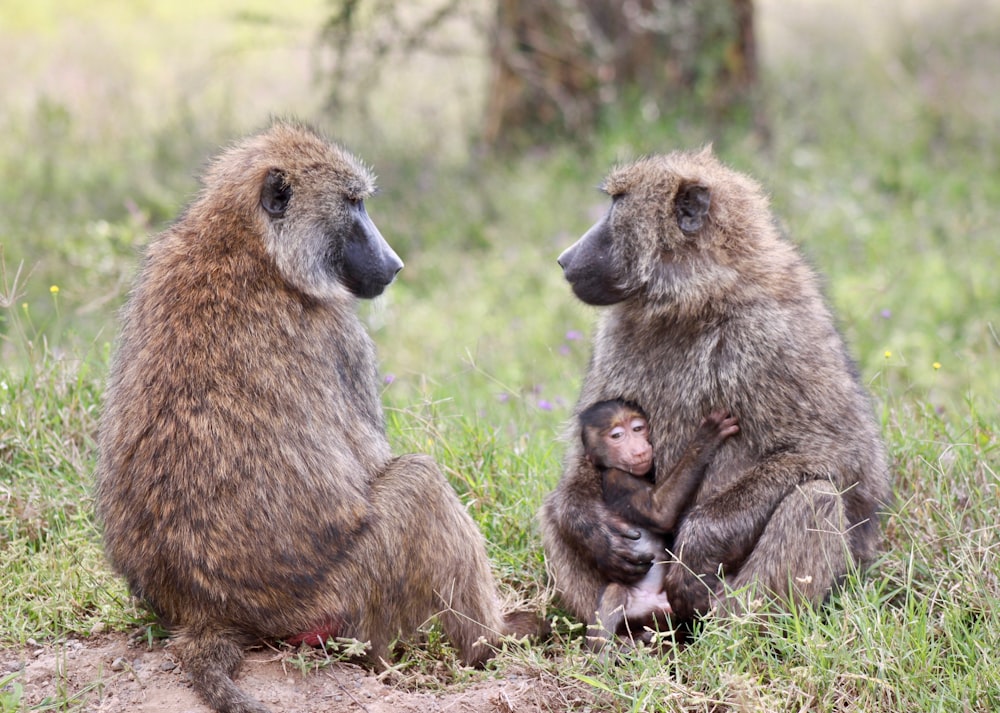 two gray monkeys