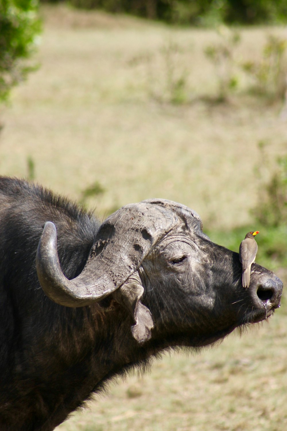 uccello sul naso di bufalo