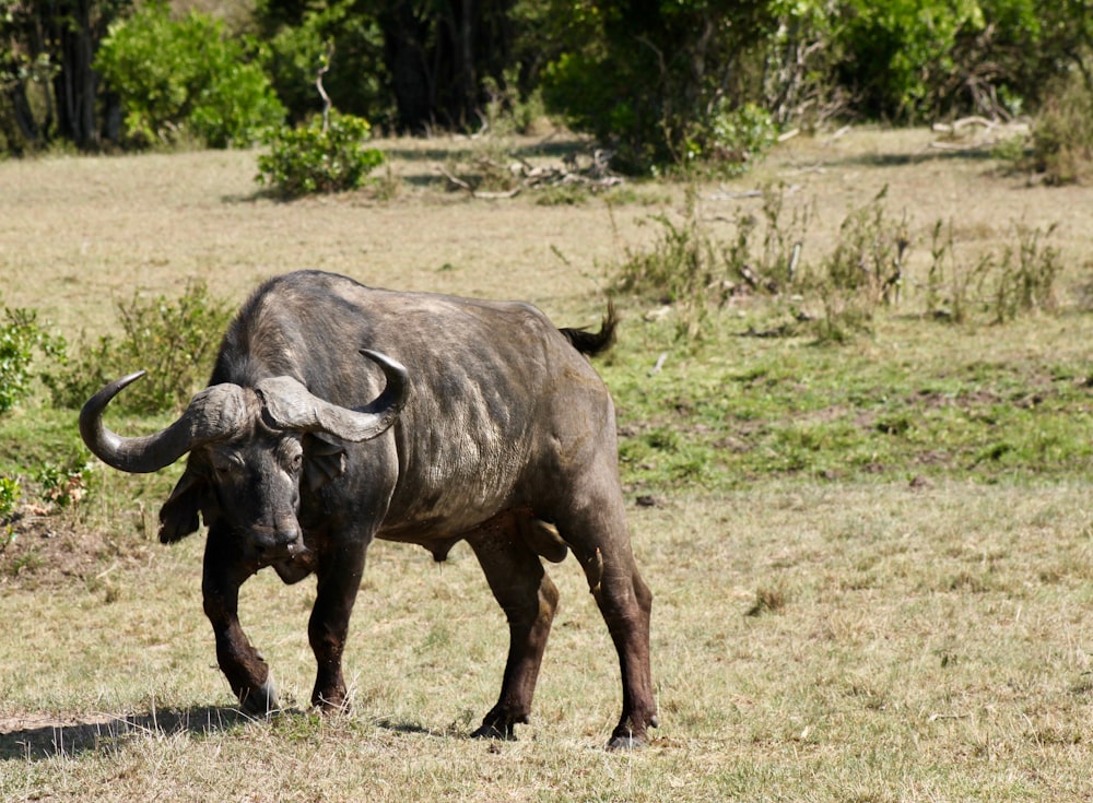 black buffalo in field