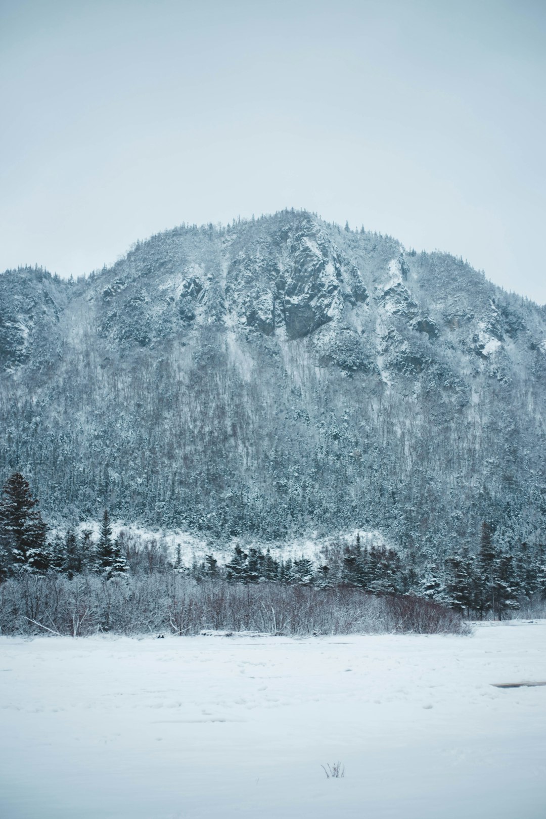 forest covered with snow