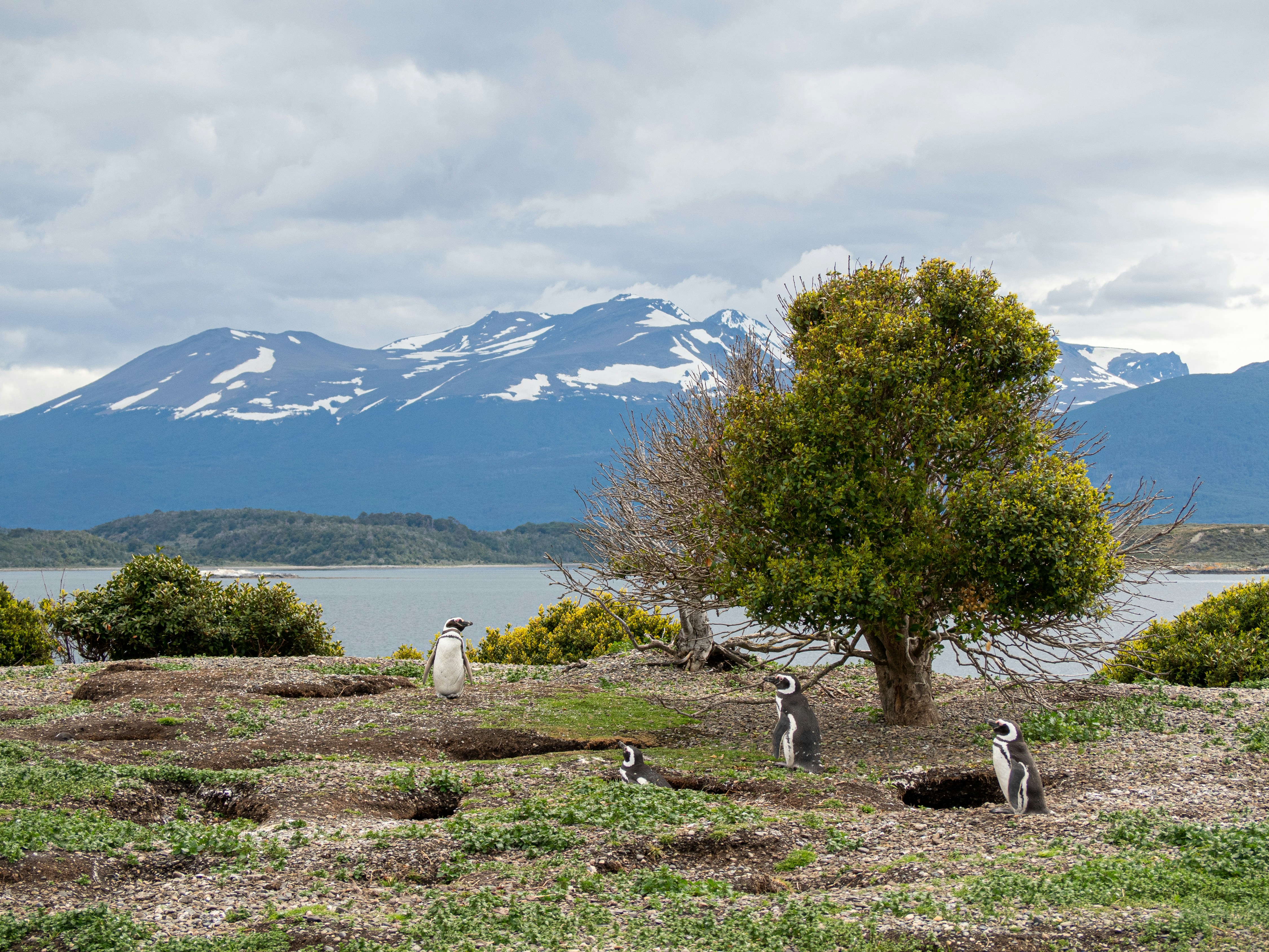 penguins beside green trees during daytime