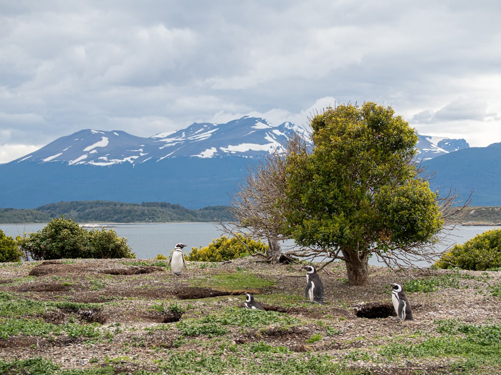 Pingüinos junto a árboles verdes durante el día