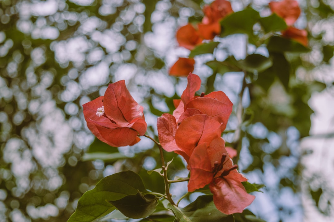 red-petaled flowers