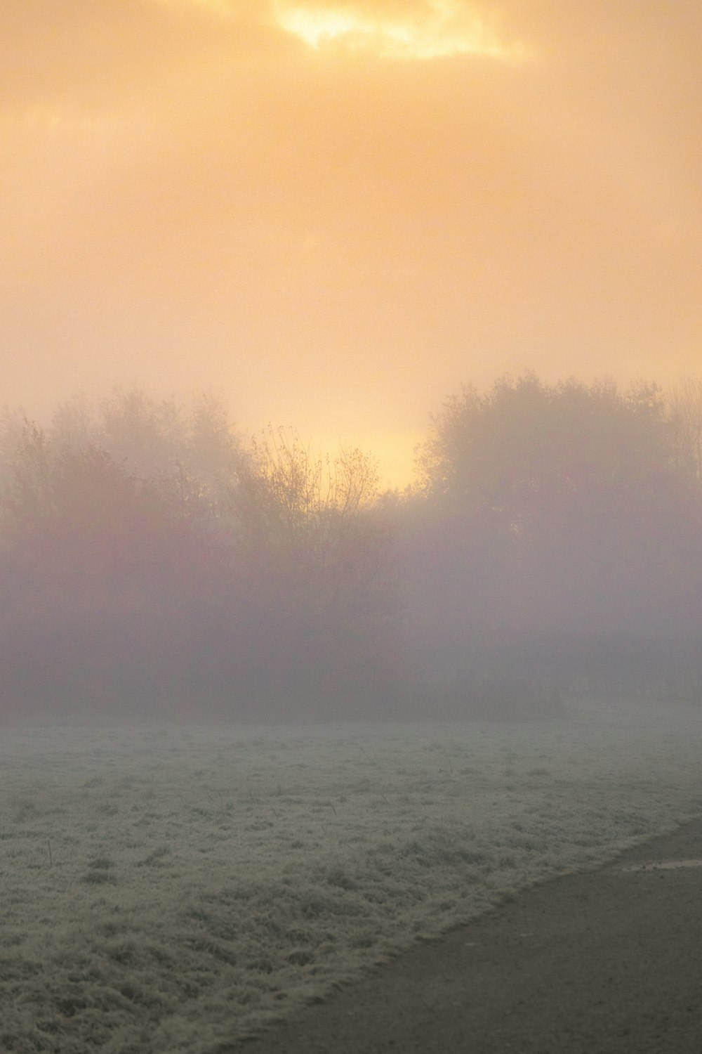 a foggy field with trees and a bench in the foreground