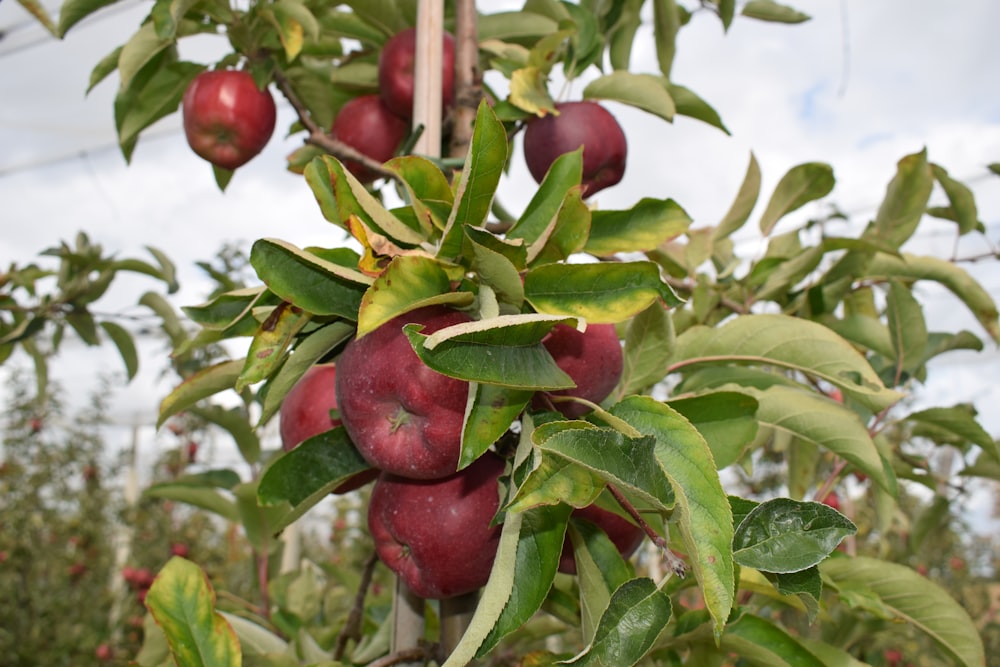 red apple fruits