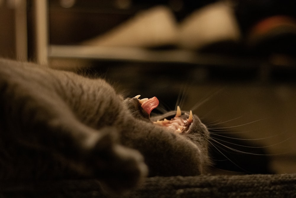 gray cat lying on black textile