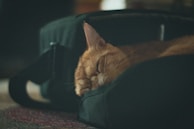 A cat peacefully resting in a cozy pet travel bag during transit.