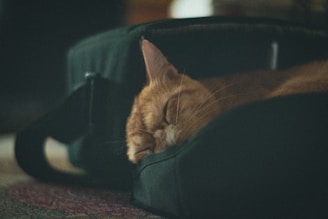 A cat peacefully resting in a cozy pet travel bag during transit.