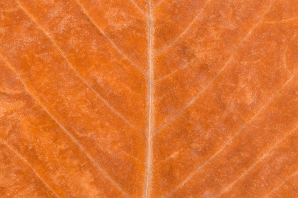 brown leaf