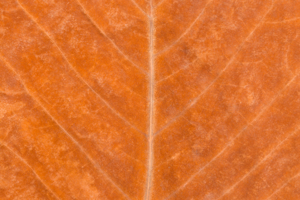 갈색 잎