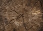 macro photography of brown plank
