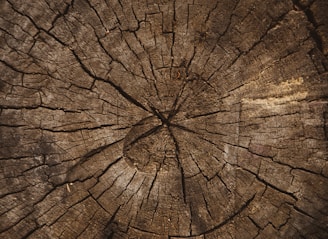 macro photography of brown plank