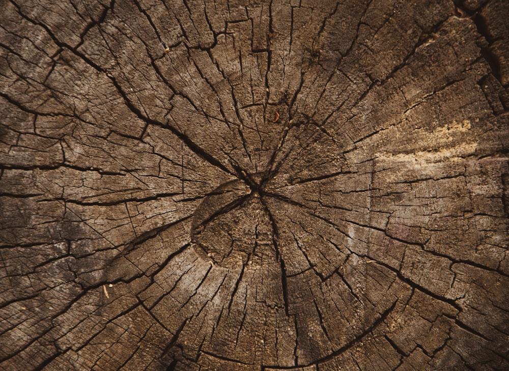 macro photography of brown plank