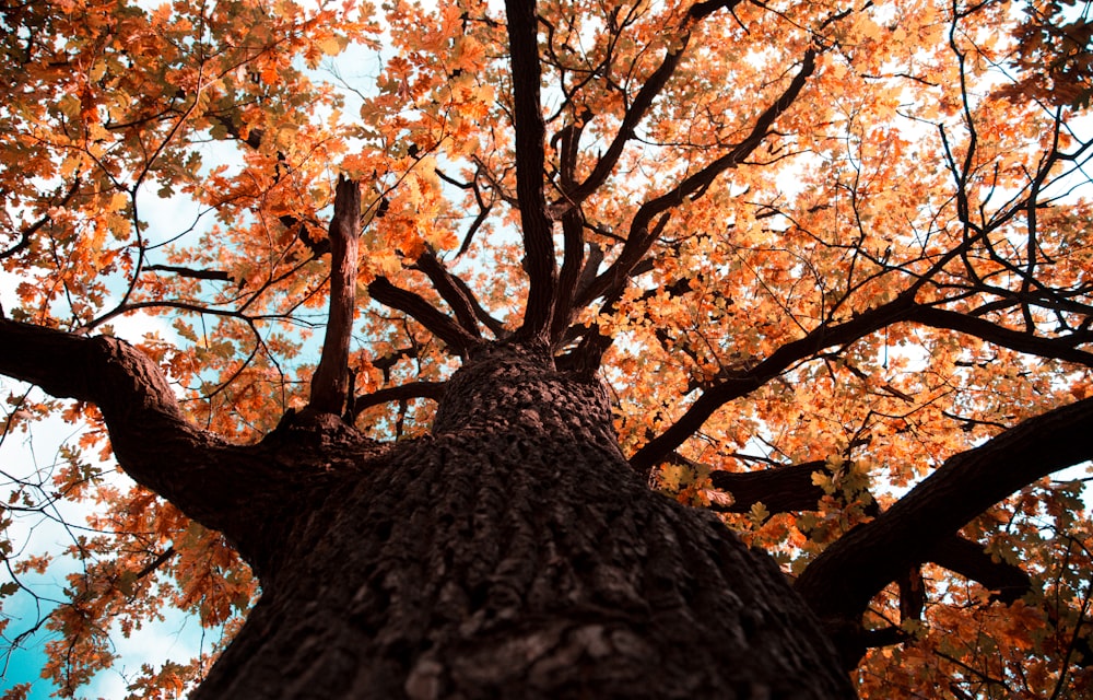 low-angle photography of orange leaf tree