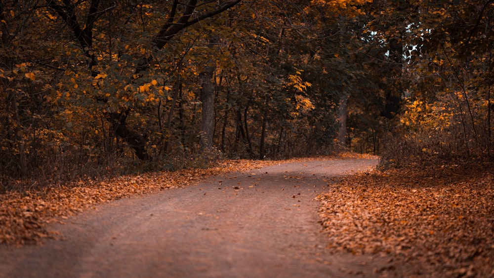 road beside leaves and tree covered field