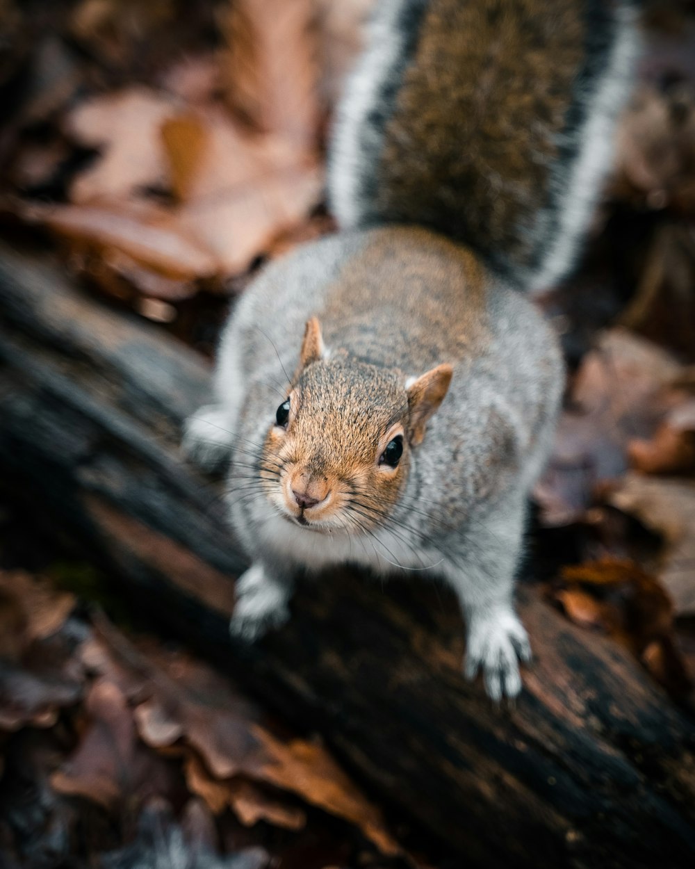 a squirrel is standing on a log in the woods