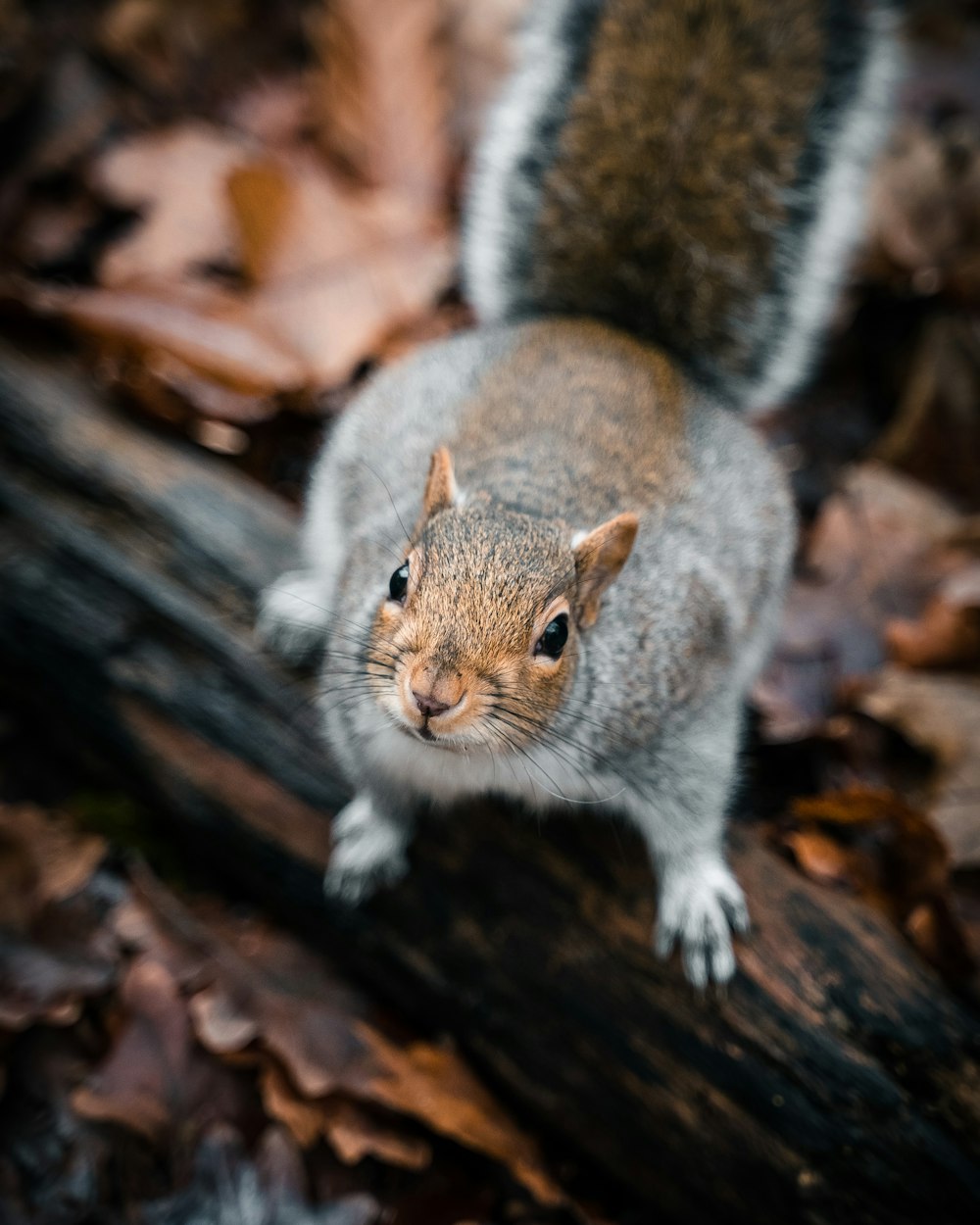 Uno scoiattolo è in piedi su un tronco nel bosco