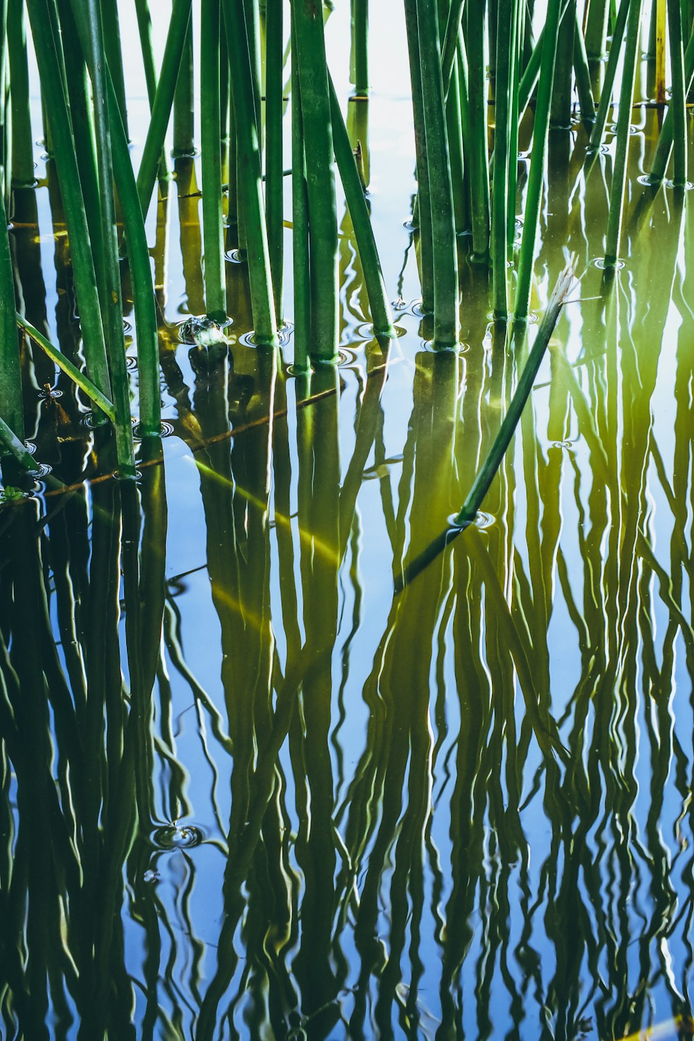 bamboo grass photograph