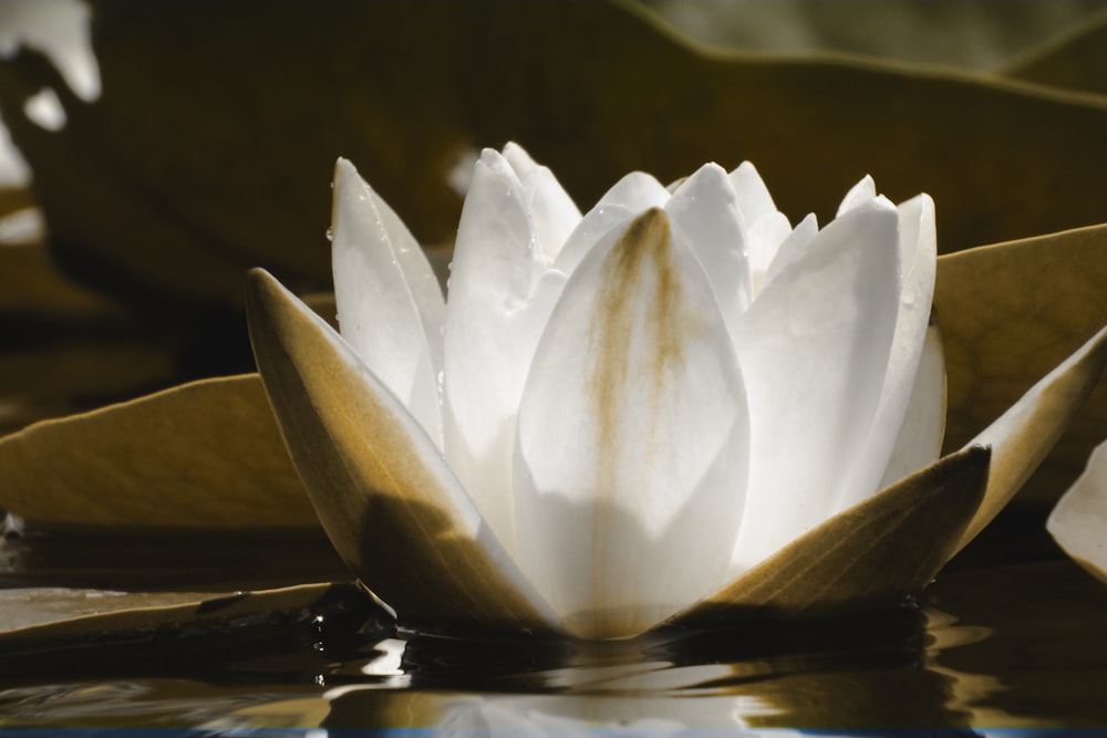 Fotografía de flor de loto blanca