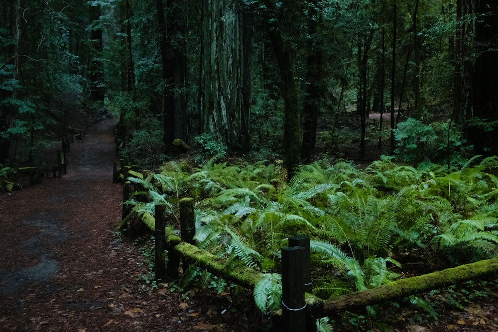 des fougères vertes entourées d’arbres verts