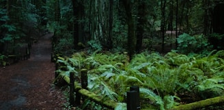 green fern plants surrounded with green trees