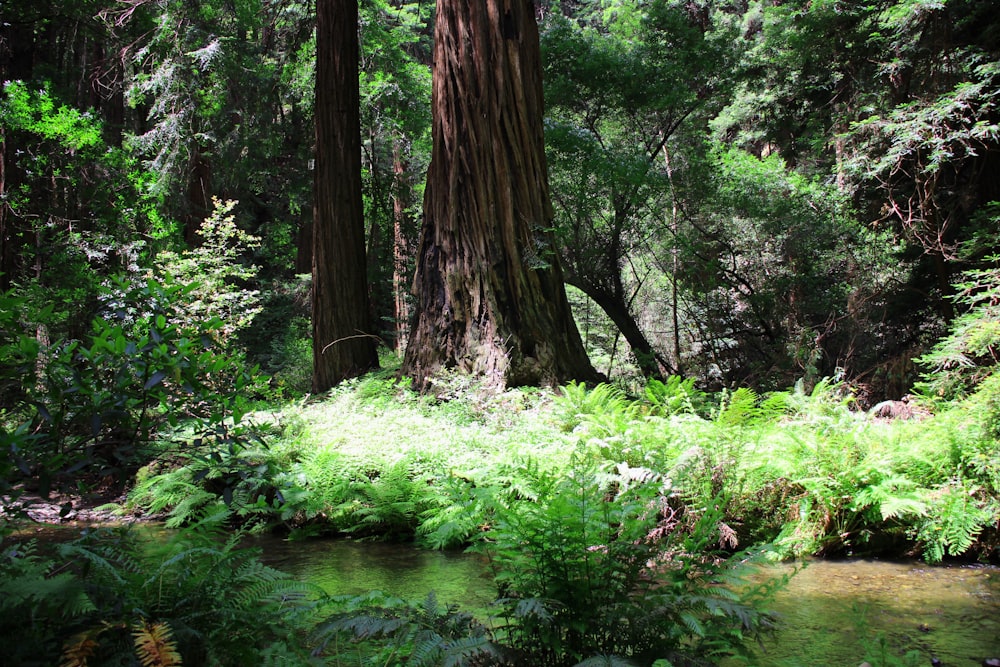 tall trees