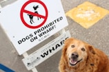 A happy-looking golden dog sits next to a sign that reads 'Dogs Prohibited on Wharf!'. The sign has a red circle and slash over a black silhouette of a dog. The pavement and a yellow painted area can be seen in the background.