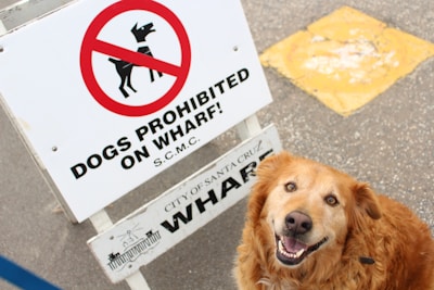 A happy-looking golden dog sits next to a sign that reads 'Dogs Prohibited on Wharf!'. The sign has a red circle and slash over a black silhouette of a dog. The pavement and a yellow painted area can be seen in the background.
