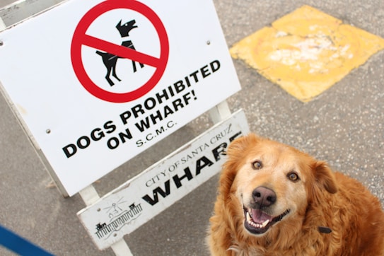 A happy-looking golden dog sits next to a sign that reads 'Dogs Prohibited on Wharf!'. The sign has a red circle and slash over a black silhouette of a dog. The pavement and a yellow painted area can be seen in the background.