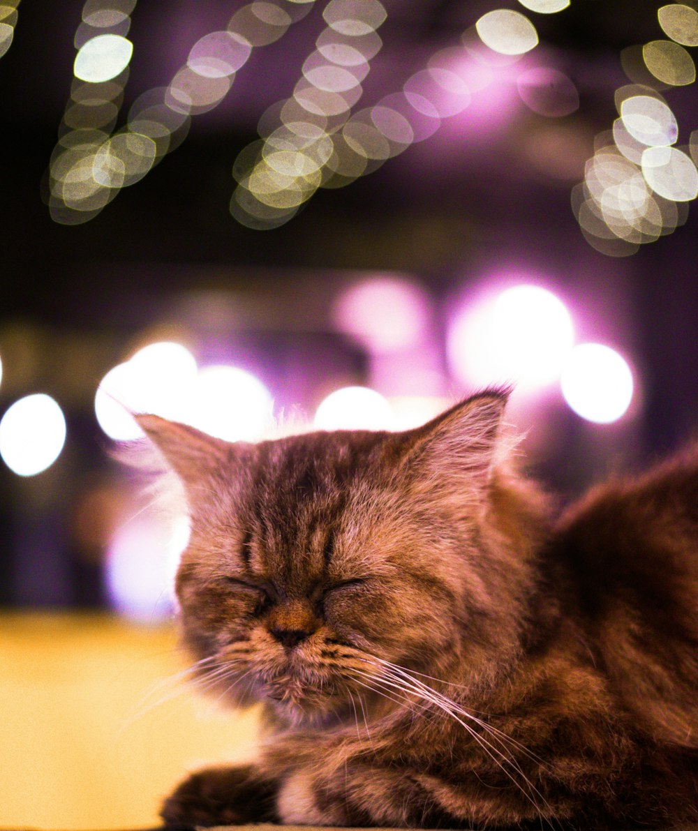 brown tabby cat closes eyes