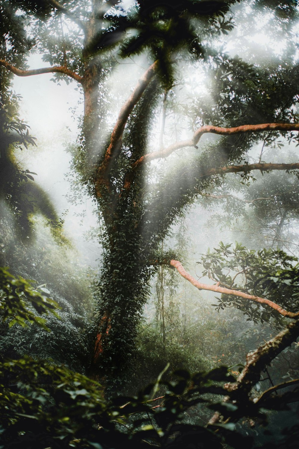 Árbol del bosque bajo el cielo despejado