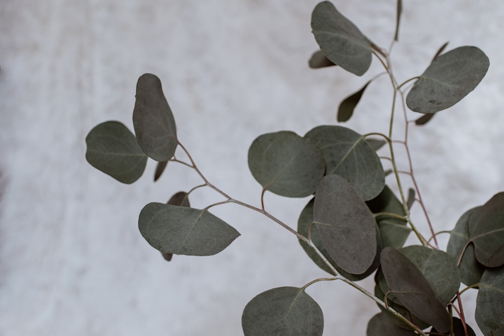 a close up of a plant with leaves